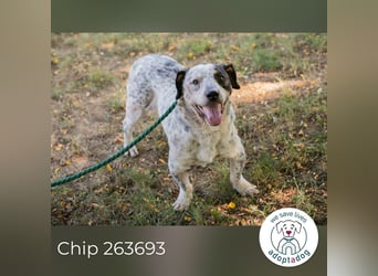 Chip 263693 sucht ein Zuhause