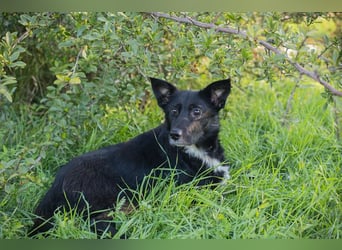 Rosie: sucht ein Zuhause