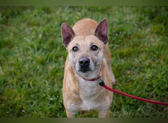 Chip 255040 sucht ein Zuhause