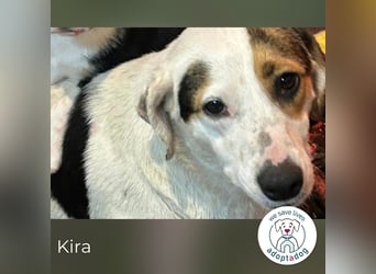 Kira sucht ein Zuhause