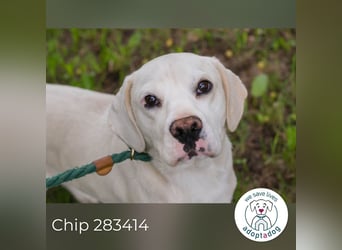Chip 283414 sucht ein Zuhause