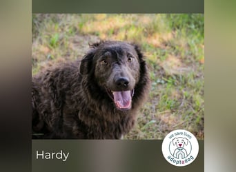 Hardy: Sensibler Rüde sucht Halt