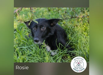 Rosie: sucht ein Zuhause