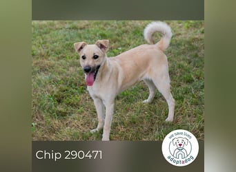 Chip 290471 sucht ein Zuhause