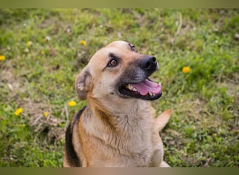Chip 267225 sucht ein Zuhause