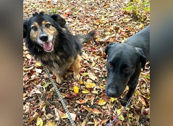 Lennox: treuer Begleiter sucht Familie