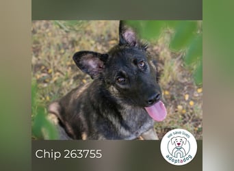 Chip 263755 sucht ein Zuhause