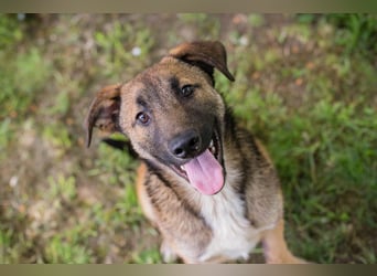 Chip 267512 sucht ein Zuhause