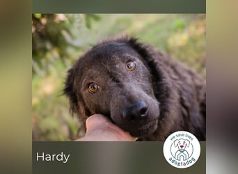 Hardy: Sensibler Rüde sucht Halt