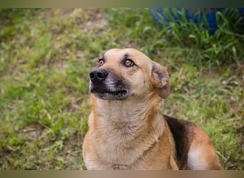 Chip 267225 sucht ein Zuhause