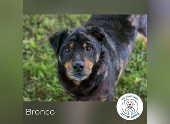 Bronco sucht ein Zuhause