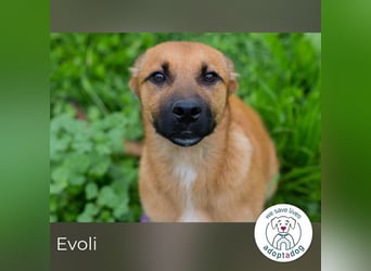 Evoli sucht ein Zuhause
