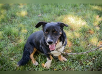 Chip 2059112 sucht ein Zuhause