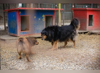 Lennox: treuer Begleiter sucht Familie
