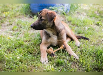 Chip 267512 sucht ein Zuhause
