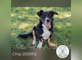 Chip 2059112 sucht ein Zuhause