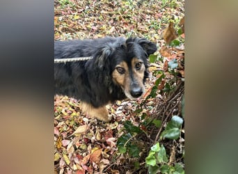 Lennox: treuer Begleiter sucht Familie
