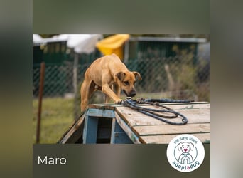 Maro: Energiebündel mit Herz
