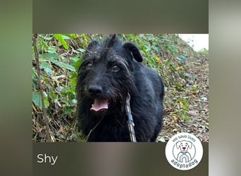 Shy Shany 64572 sucht ein zu Hause