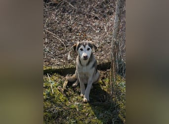 Chip 272130 sucht ein Zuhause