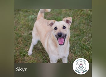 Skyr sucht ein Zuhause