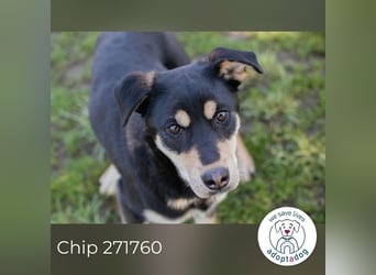 Chip 271760 sucht ein Zuhause