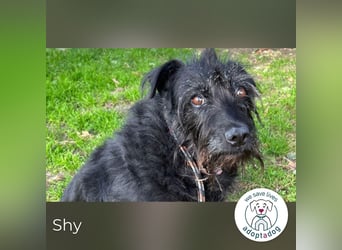 Shy Shany 64572 sucht ein zu Hause