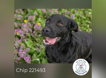 Chip 221493 sucht ein Zuhause