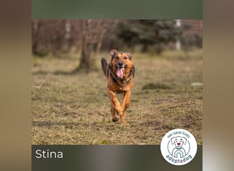 Stina 159306 sucht ein zu Hause