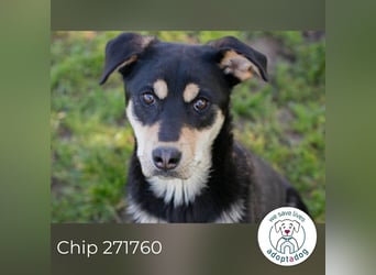 Chip 271760 sucht ein Zuhause
