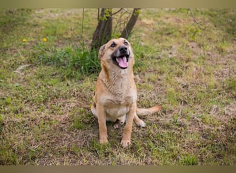 Chip 267225 sucht ein Zuhause