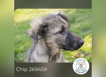 Chip 269459 sucht ein Zuhause