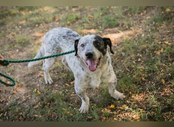 Chip 263693 sucht ein Zuhause