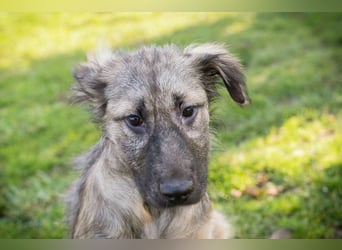 Chip 269459 sucht ein Zuhause