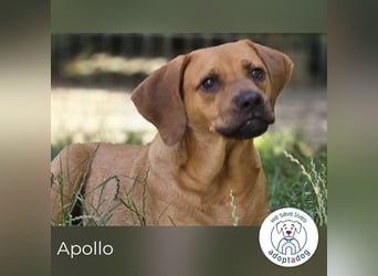 Apollo 244315 sucht ein zu Hause