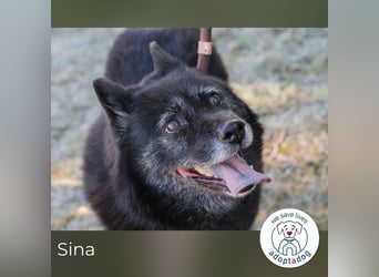 Sina 922409 sucht ein zu Hause