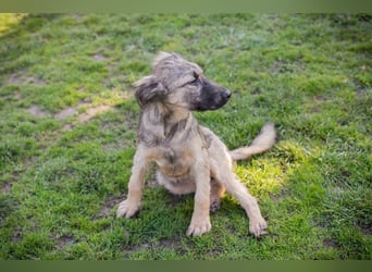 Chip 269459 sucht ein Zuhause