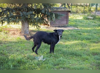 Rosie: sucht ein Zuhause