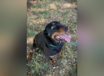 Chip 2217375 sucht ein Zuhause