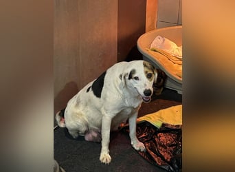 Kira sucht ein Zuhause