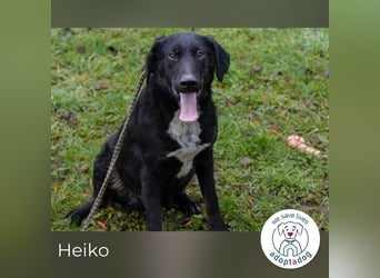 Heiko 259958 sucht ein zu Hause