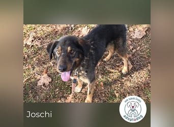 Joschi: Vertrauen durch Geduld
