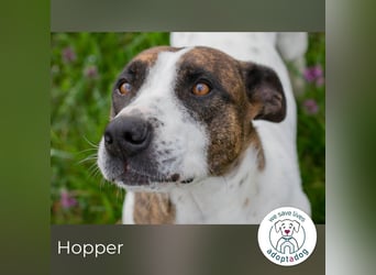 Hopper 171595 sucht ein zu Hause