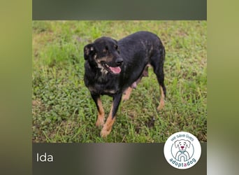 Ida sucht ein Zuhause