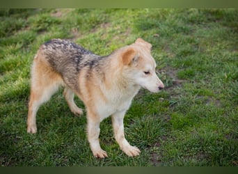 Viola sucht ein Zuhause