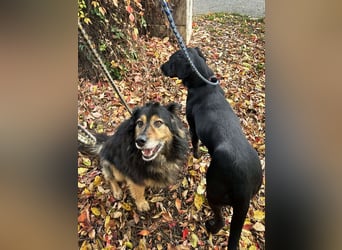 Lennox: treuer Begleiter sucht Familie