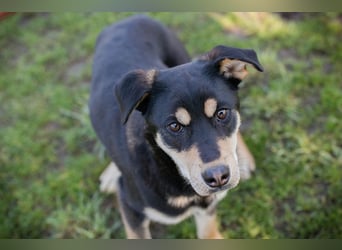 Chip 271760 sucht ein Zuhause