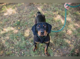 Chip 2217375 sucht ein Zuhause
