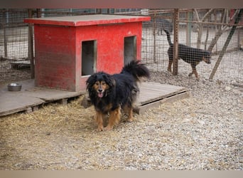 Lennox: treuer Begleiter sucht Familie