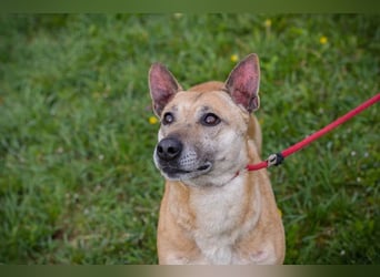 Chip 255040 sucht ein Zuhause